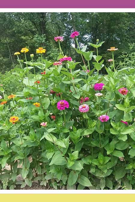 INDISPENSABLE WILDFLOWERS