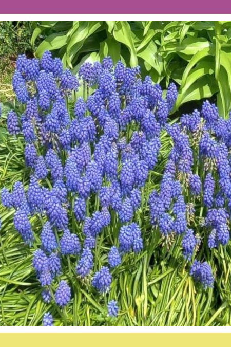 GRAPE HYACINTHS AND TRICKY BLUE FLOWERS, THE SKY, AND OCEANS