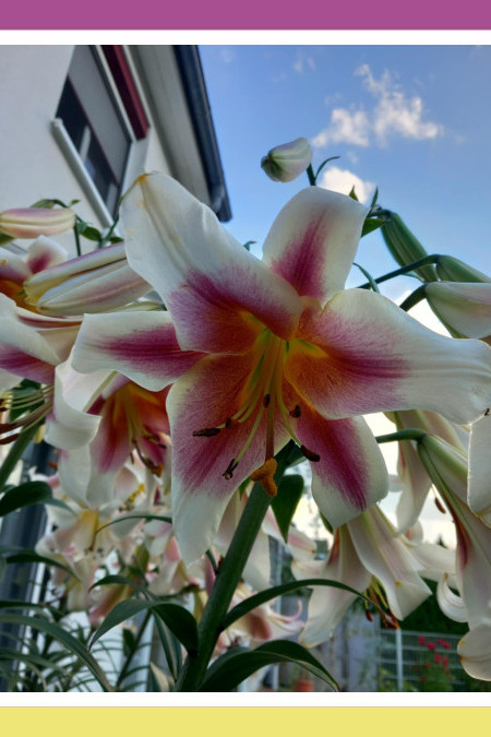 WHEN LILIES REIGN