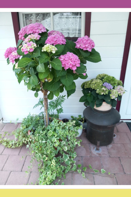 THE MAGIC OF ZITA’S  HYDRANGEAS